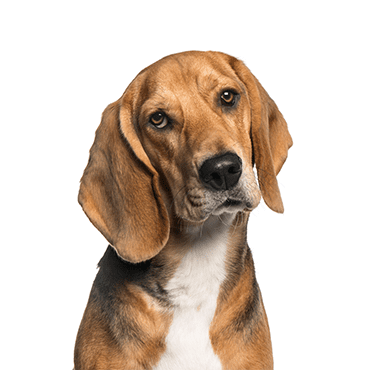 American Foxhound puppy
