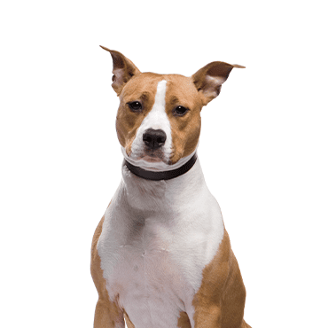 American Staffordshire Terrier puppy
