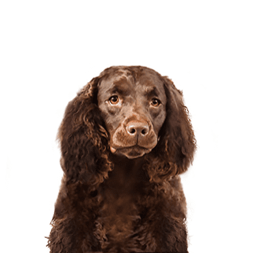 American Water Spaniel puppy