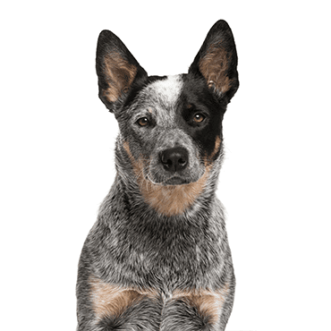 Australian Cattle Dog puppy
