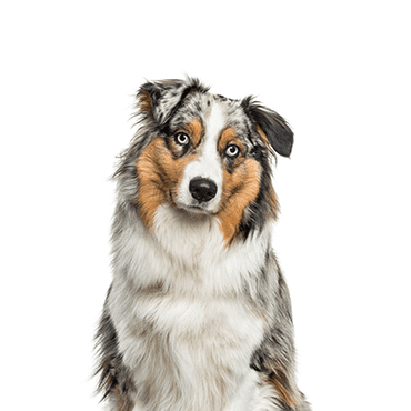 Australian Shepherd puppy