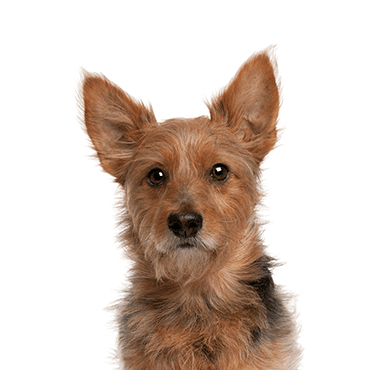 Australian Terrier puppy