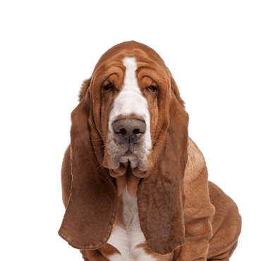 Basset Hound puppy