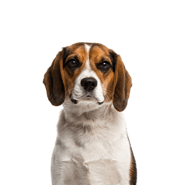 Beagle puppy