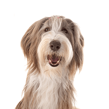 Bearded Collie puppy