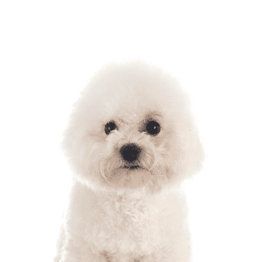 Bichon Frise puppy