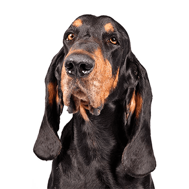 Black and Tan Coonhound puppy