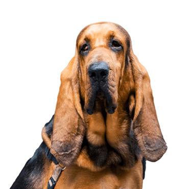 Bloodhound puppy
