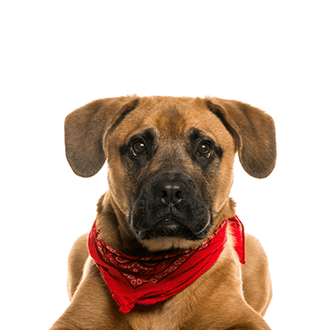 Boggle puppy