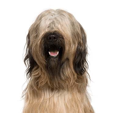 Briard puppy