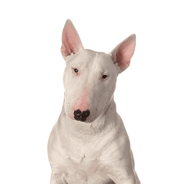Bull Terrier puppy