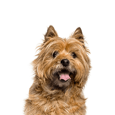 Cairn Terrier puppy