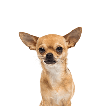 Chihuahua puppy