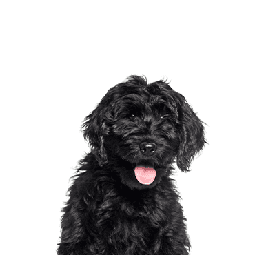 Cock-A-Poo puppy