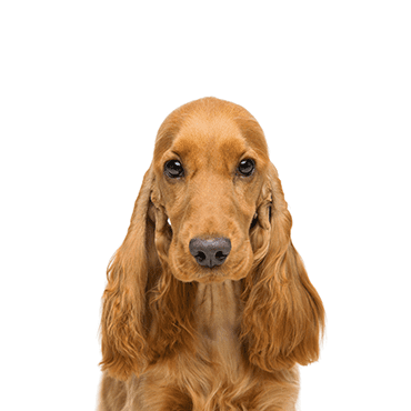 Cocker Spaniel puppy