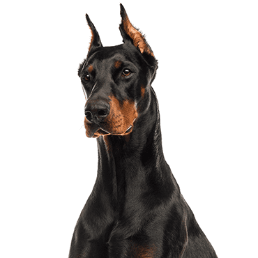 Doberman Pinscher puppy
