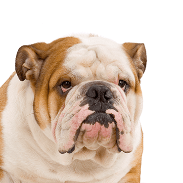 English Bulldog puppy