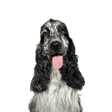 English Cocker Spaniel puppy