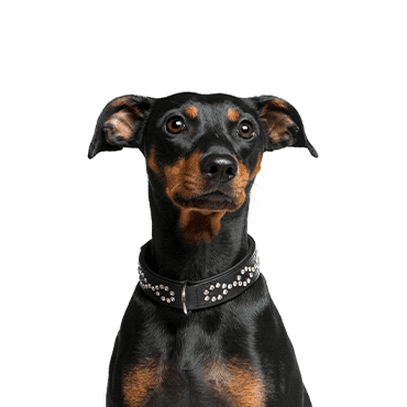 German Pinscher puppy