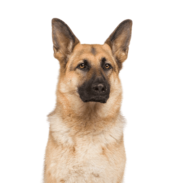 German Shepherd puppy