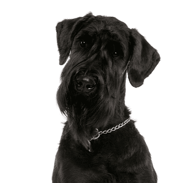 Giant Schnauzer puppy