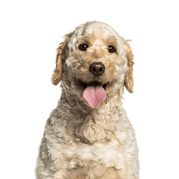 Goldendoodle puppy
