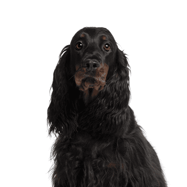 Gordon Setter puppy
