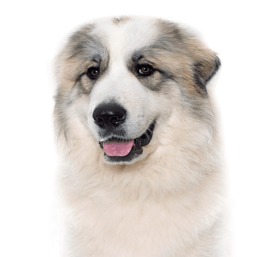 Great Pyrenees puppy