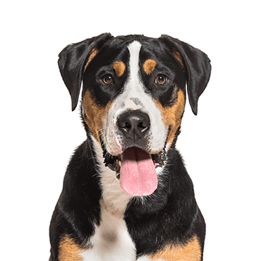 Great Swiss Mountain Dog puppy