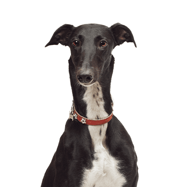 Greyhound puppy