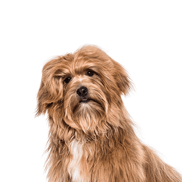 Havanese puppy