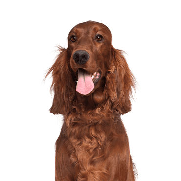 Irish Setter puppy