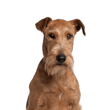 Irish Terrier puppy