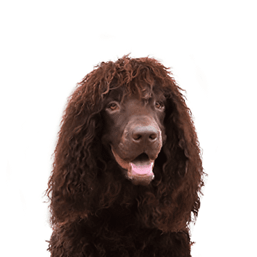 Irish Water Spaniel puppy