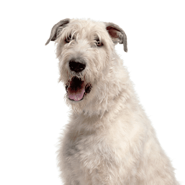 Irish Wolfhound puppy