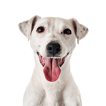 Jack Russel Terrier puppy