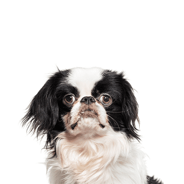 Japanese Chin puppy