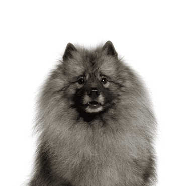 Keeshond puppy