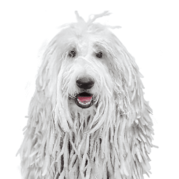 Komondor puppy