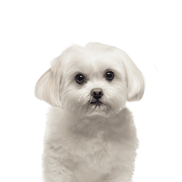 Maltese puppy