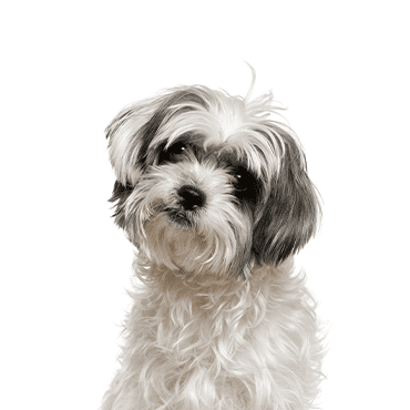 Malti-Shi puppy