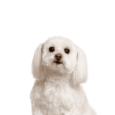 Malti-Chon puppy