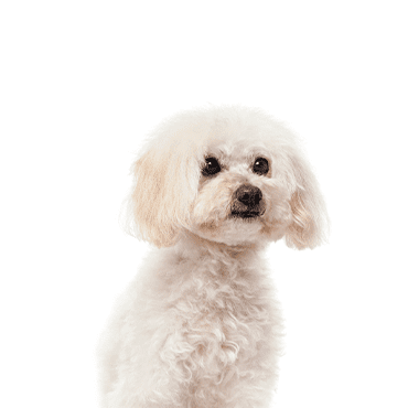 Malti-Poo puppy