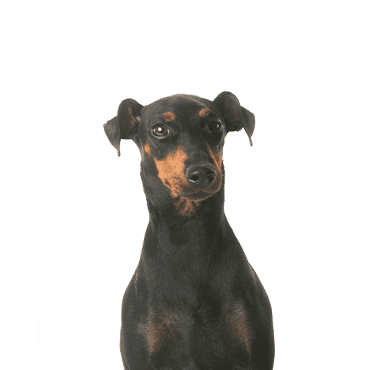 Manchester Terrier puppy