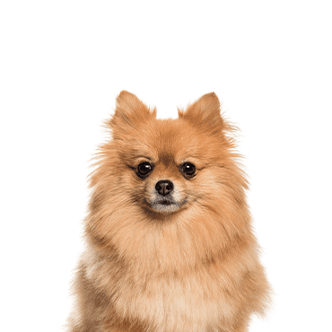 Pomeranian puppy