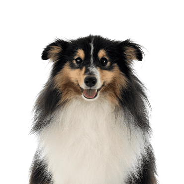 Shetland Sheepdog puppy