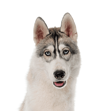 Siberian Husky puppy