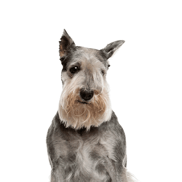 Standard Schnauzer puppy