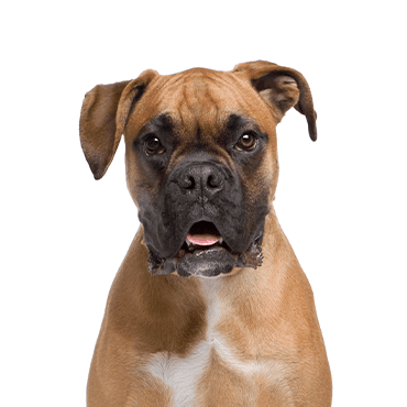 Boxer puppy