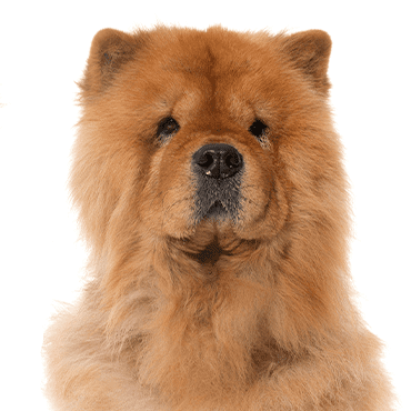 Chow Chow puppy